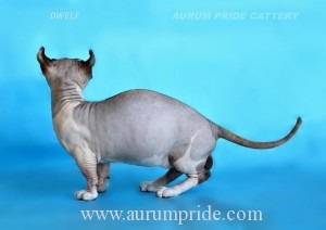 Двельф - безшерста кішечка з вушками ельфа, aurum pride