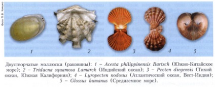 Moluștele bivalve