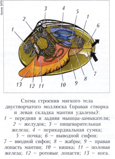 Moluștele bivalve