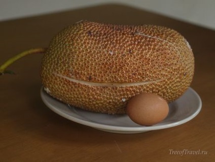 Джекфрут і Чемпедак - найбільші фрукти в світі, древо подорожей
