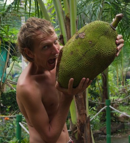 Jackfruit și chepedake sunt cele mai mari fructe din lume, pomul călătoriilor