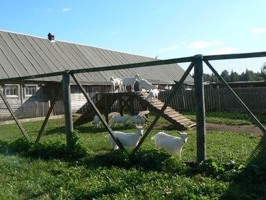 Singura fermă de reproducere a caprelor din Rusia cu o cireadă de reproducere se află în regiunea Tver