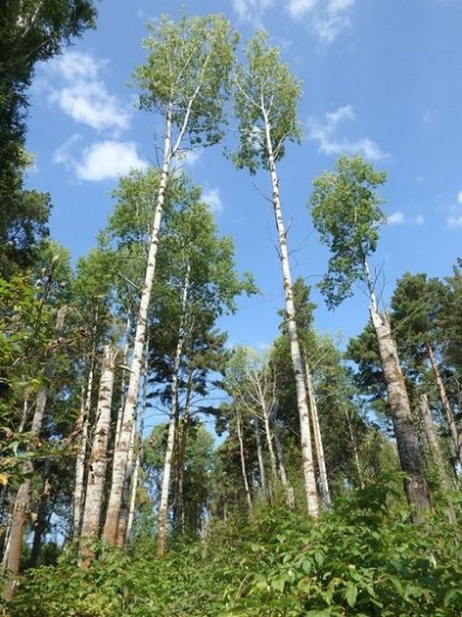 Calea ecologică a mustului Sf. Ioan, roci Berdski - se odihnește pe Altai, altai de munte, în regiunea Novosibirsk