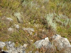 Екологічна стежка звіробій, Бердський скелі - відпочинок на Алтаї, гірському Алтаї, в новосибірської області