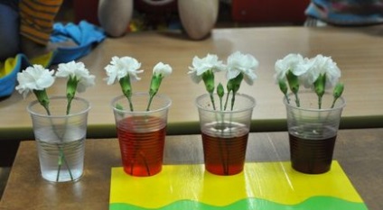 Експеримент в середній групі «як п'ють квіти»