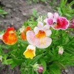 Enotera perenă (oslinik) - plantarea și îngrijirea florilor, o zi de vară