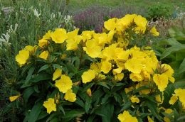 Enotera perenă (oslinik) - plantarea și îngrijirea florilor, o zi de vară