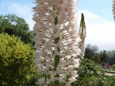 Eremurus - Decorul maiestuos al grădinii tale, lângă casă