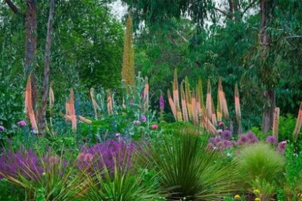 Eremurus - Decorul maiestuos al grădinii tale, lângă casă