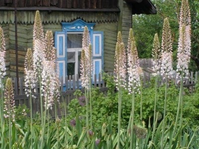 Еремурус - величне прикраса вашого саду, біля будинку