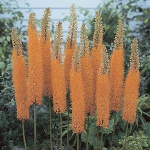 Eremurus - Decorul maiestuos al grădinii tale, lângă casă