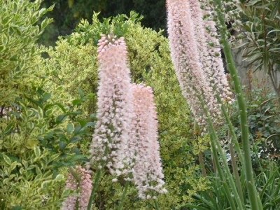 Eremurus - Decorul maiestuos al grădinii tale, lângă casă