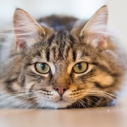 Якщо кішка отримала опік, лікування опіків - все про котів і кішок з любов'ю