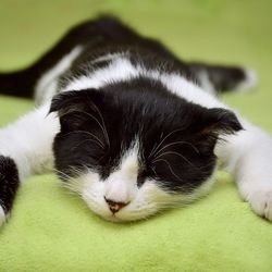 Якщо кішка отримала опік, лікування опіків - все про котів і кішок з любов'ю