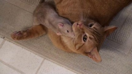 Ez a szokatlan barátsága egy macska és egy patkány szünetek minden sztereotípiák