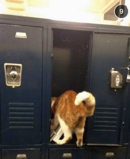 Aceasta este singura pisică din lume recunoscută oficial ca student!