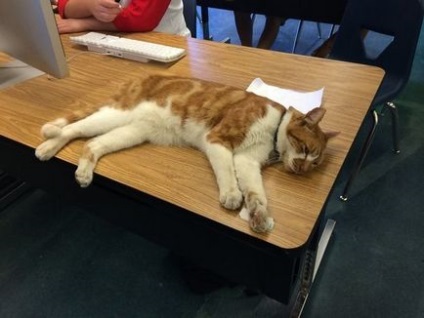 Aceasta este singura pisică din lume recunoscută oficial ca student!