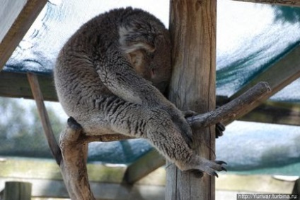 Această lume uimitoare de animale din Tasmania (Tasmania, Australia)