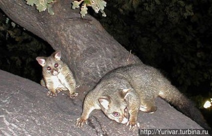 Această lume uimitoare de animale din Tasmania (Tasmania, Australia)