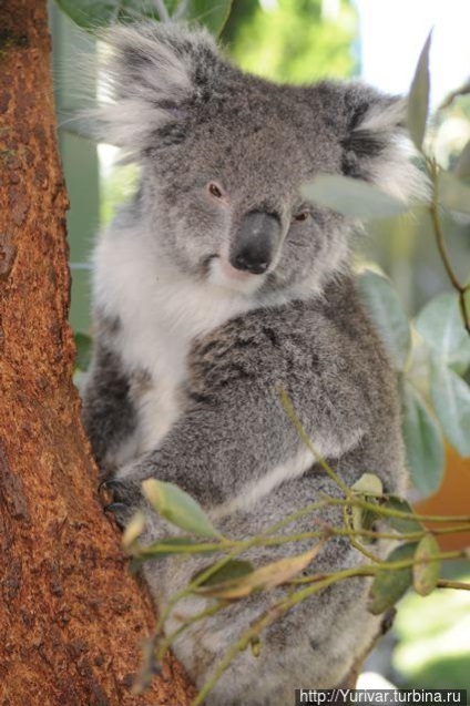 Această lume uimitoare de animale din Tasmania (Tasmania, Australia)