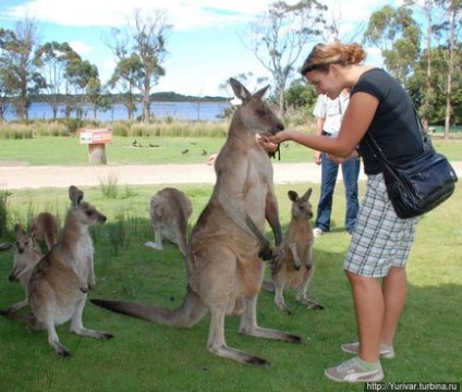 Цей дивовижний тваринний світ Тасманії (штат Тасманія, австралія)