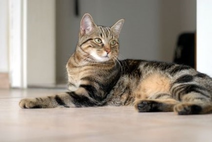 European Shorthair sau Celtic Cat și îngrijire