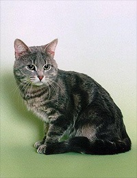European Shorthair pisică fotografie, preț, pisoi de pisică europeană Shorthair, pepiniere