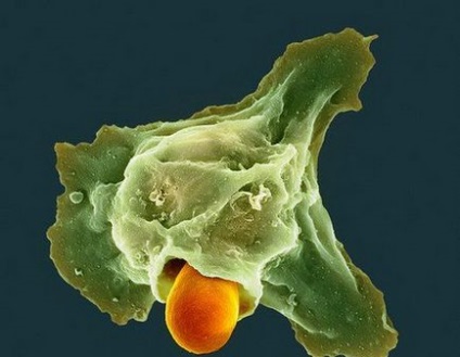 Фагоцити - клітини імунної системи
