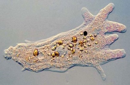 Fagocite - celule ale sistemului imunitar