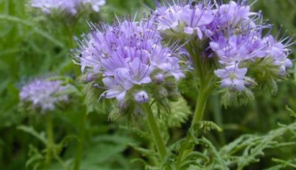 Phacelia bellflower - viața mea