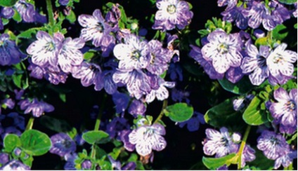 Phacelia bellflower - viața mea