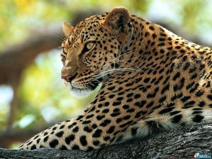Uscătoare de păr jaguar