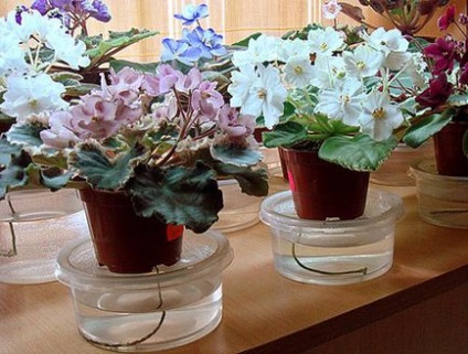 Violete plantarea și îngrijirea la domiciliu pentru o planta