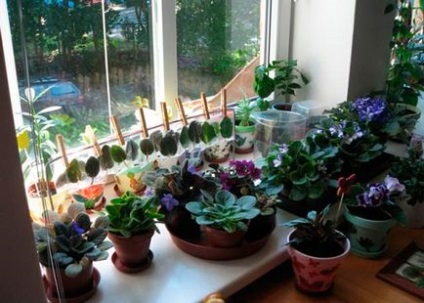 Violete plantarea și îngrijirea la domiciliu pentru o planta