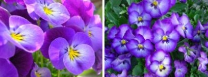 Violete îngrijire, cultivare, transplant