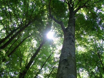 Flora, lumea legumelor din Crimeea - totul despre Crimeea