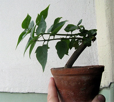 Formarea coroanei viitorului bonsai de liliac