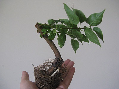 Formarea coroanei viitorului bonsai de liliac