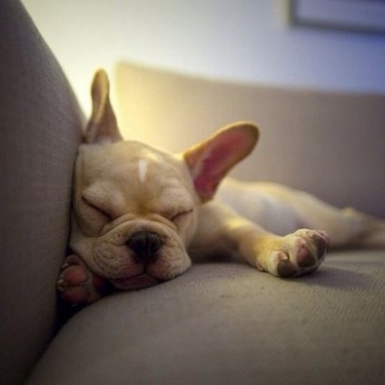 French Bulldog 1