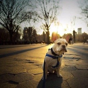 French Bulldog 1