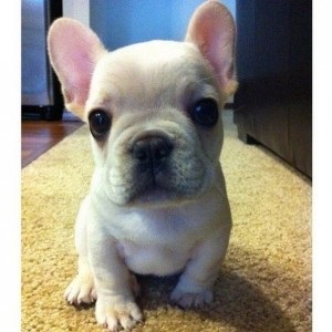 French Bulldog 1