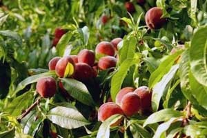 Fructe, produse diferite pe litoralul Mării Negre