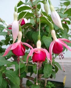 Fuchsia - Articole - o planta familiara din copilarie