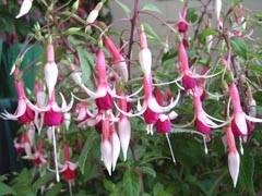 Fuchsia - Articole - o planta familiara din copilarie