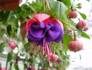 Fuchsia - specii și soiuri cu fotografie și descriere, fuchsia color (color) Fuchsia - specii și soiuri cu fotografie și descriere, fuchsia