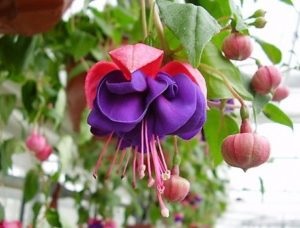 Fuchsia - specii și soiuri cu fotografie și descriere, fuchsia