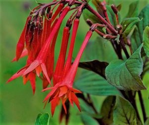 Fuchsia - specii și soiuri cu o fotografie și descriere, culoarea fuchsiei (fuchsia) Fuchsia - specii și soiuri cu fotografie și descriere, fuchsia