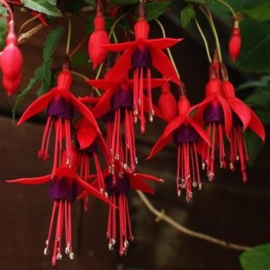 Fuchsia - specii și soiuri cu fotografie și descriere, fuchsia