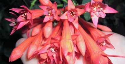 Fuchsia - specii și soiuri cu fotografie și descriere, fuchsia