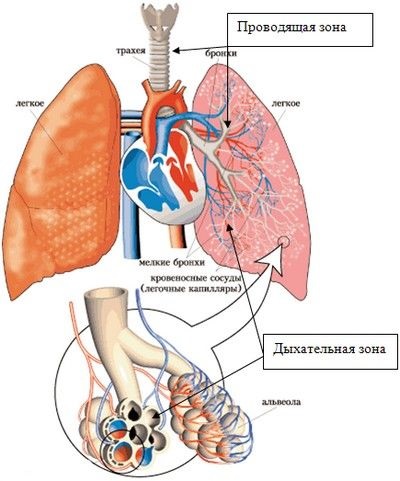 Funcțiile bronhiilor